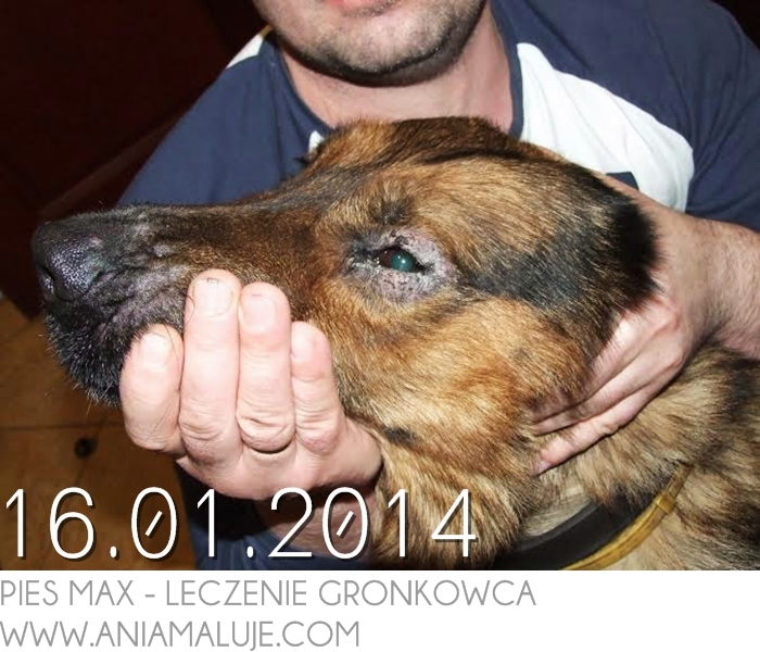 leczenie gronkowca złocistego naturalne na skórze w oku w uchu w pochwie w płucach w gardle u dzieci u psa