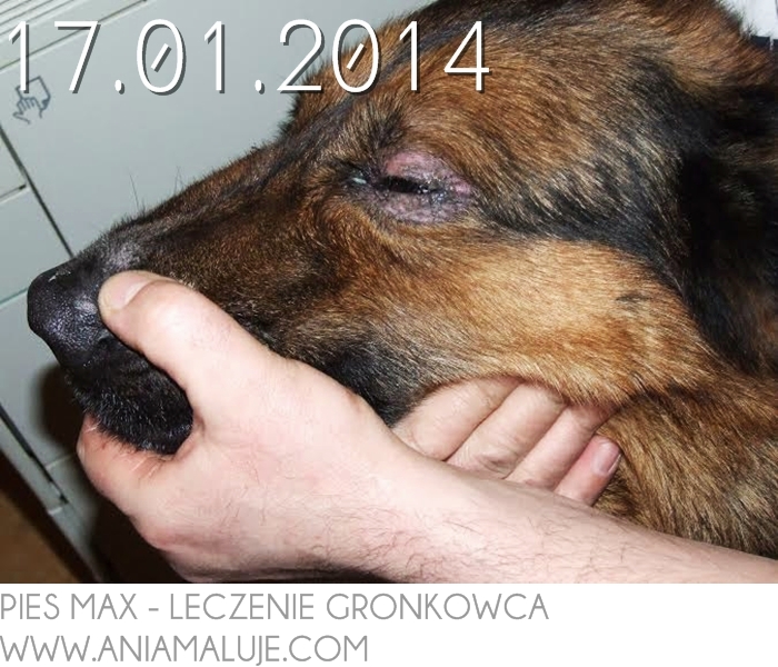 leczenie gronkowca złocistego naturalne na skórze w oku w uchu w pochwie w płucach w gardle u dzieci u psa