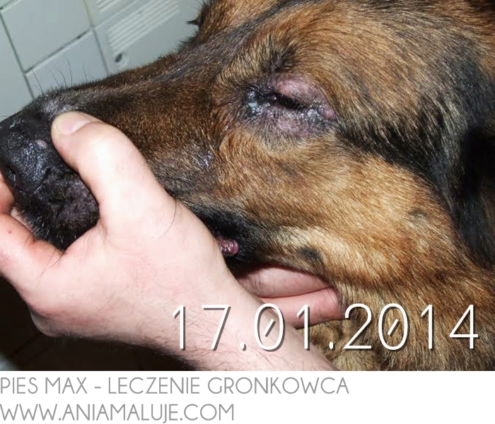 leczenie gronkowca złocistego naturalne na skórze w oku w uchu w pochwie w płucach w gardle u dzieci u psa