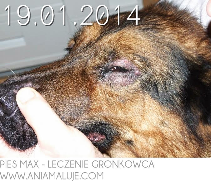 leczenie gronkowca złocistego naturalne na skórze w oku w uchu w pochwie w płucach w gardle u dzieci u psa