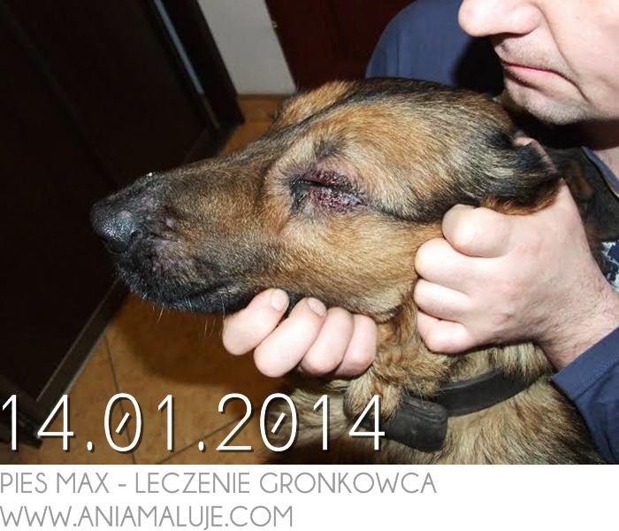 leczenie gronkowca złocistego naturalne na skórze w oku w uchu w pochwie w płucach w gardle u dzieci u psa